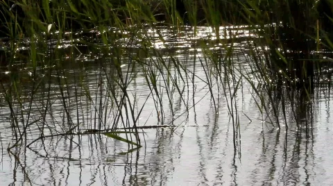 Reeds swayed by the wind Stock-Footage 746181