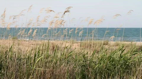 Reeds swayed by the wind Видео 747050