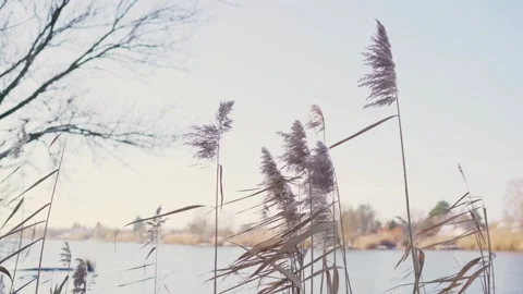 Reeds swayed by the wind Stock Footage 253296508