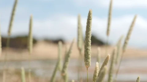 Reeds swaying Stock Footage 93960484