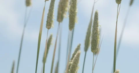 Reeds Swaying Stock Footage 93963466