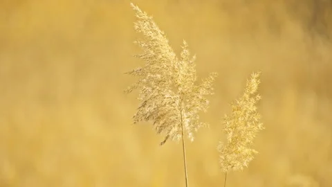 Reeds Swaying in Light Wind Under Backlight Stock Footage 325760349