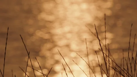 Reeds swaying in subtle sunset light Stock Footage 252736336