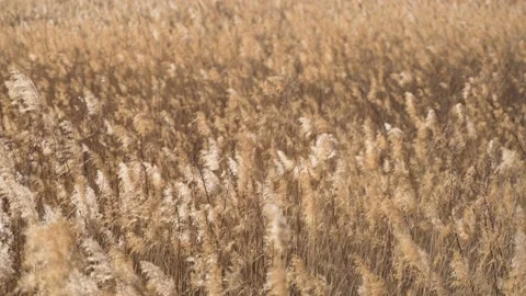 Reeds swaying with the wind dry reeds Stock Footage 228762163