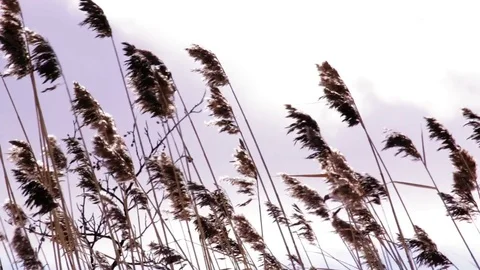 Reeds swaying in the wind Stock Footage 73867230