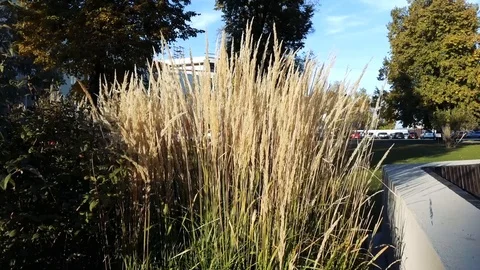 Reeds swaying in the wind 스톡 동영상 117431926