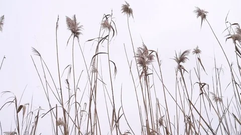 Reeds swaying in the wind Stock Footage 123433237