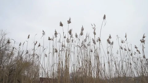 Reeds swaying in the wind Stock Footage 123433912