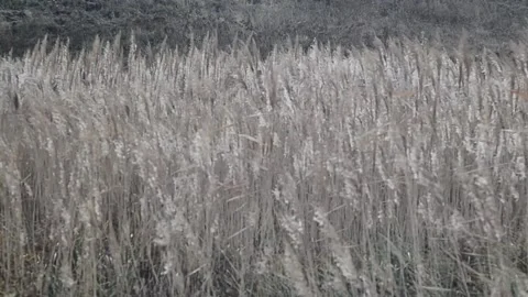 Reeds swaying in the wind Video stock 141590688