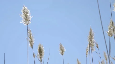 Reeds swaying in the wind Vídeos de archivo 166702121