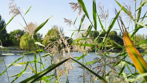 Reeds swaying in the wind Stock Footage 219766718