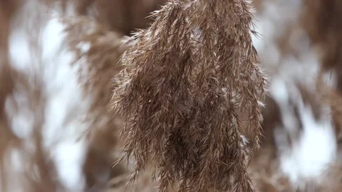 Reeds swaying with the wind Stock-Footage 236744998