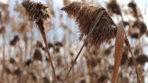 Reeds swaying with the wind Stock Footage 237683420