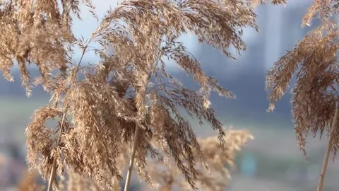 Reeds swaying with the wind Stock Footage 237683423