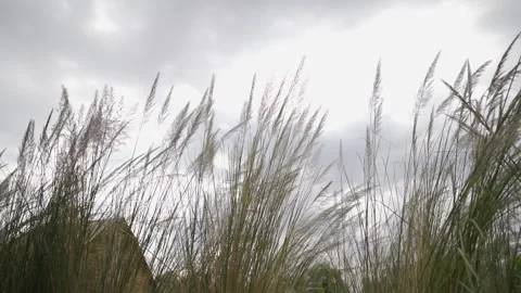 Reeds swaying in wind Stock-Footage 256970611