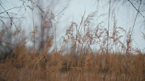 Reeds swaying in the wind Stock Footage 257060733