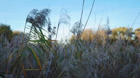 Reeds swaying with the wind Stock Footage 262838647