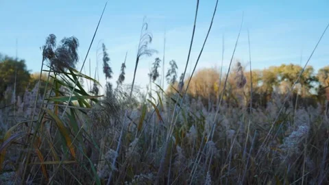 Reeds swaying with the wind Stock Footage 281171122