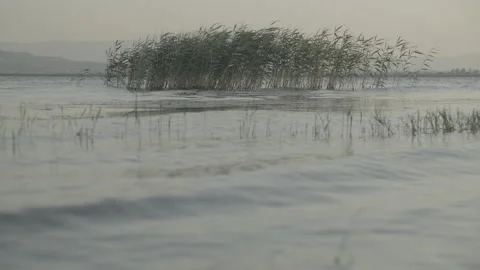 Reeds swaying in the wind on a lakeside Stock Footage 239097657