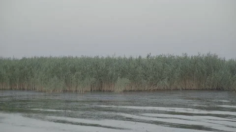 Reeds swaying in the wind on a lakeside Stock Footage 239105134