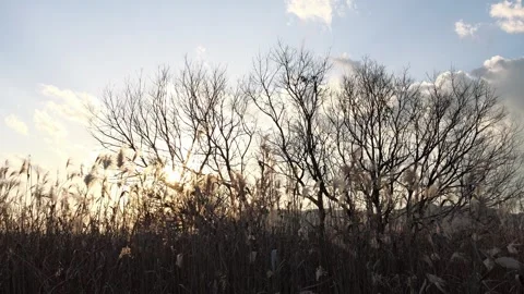 Reeds Swaying in the Wind at Sunset Under a Calm Evening Sky Stock Footage 328005776