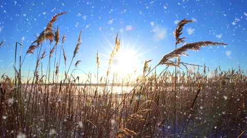 Reeds sways in the wind against the backdrop of snow with sunset. Bright winter Stock Footage 167342834