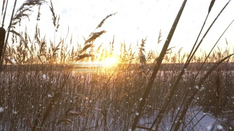 Reeds sways in the wind against the backdrop of snow with sunset. Beautiful Stock Footage 167581404