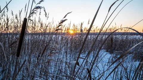 Reeds sways in the wind against the backdrop of snow with sunset. Natural Stock Footage 168417145
