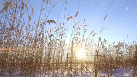 Reeds sways in the wind against the backdrop of snow with sunset. Beautiful Stock Footage 168576408