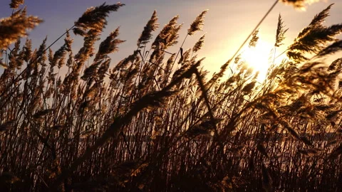 Reeds sways in the wind against the backdrop of snow with sunset. Beautiful Stock Footage 231634016