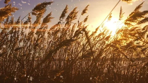 Reeds sways in the wind against the backdrop of snow with sunset. Beautiful Stock Footage 233635183