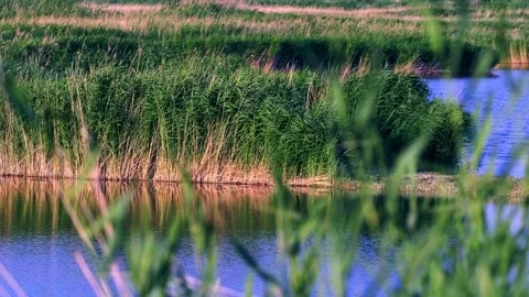 Reeds swing in summer Stock Footage 258086876
