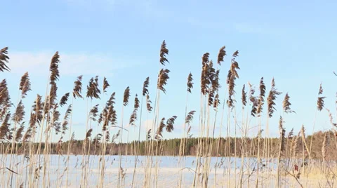 Reeds swinging lightly in springtime Stock Footage 36566667
