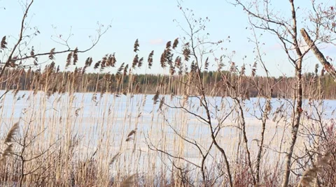 Reeds swinging lightly in springtime Stock Footage 36567715
