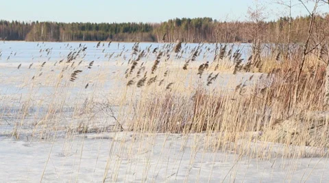 Reeds swinging lightly in springtime Stock Footage 36569352