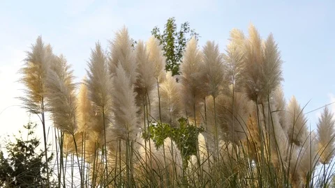 Reeds is swinging with wind Stock-Footage 106845542
