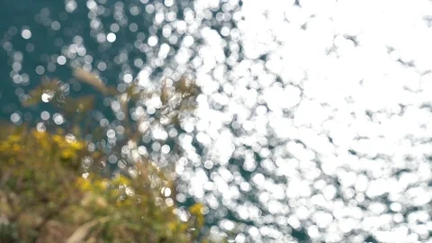 Reeds of Taejongdae Cliffs in Busan Stock Footage 101004121