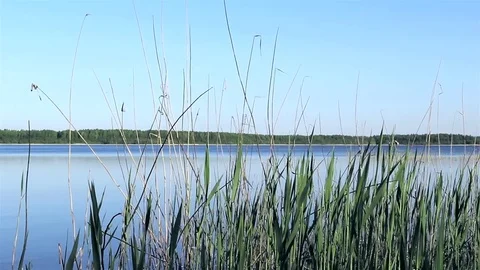 Reeds throw off shadows on forest lake in windless weather. Tracking shot Stock Footage 73001793