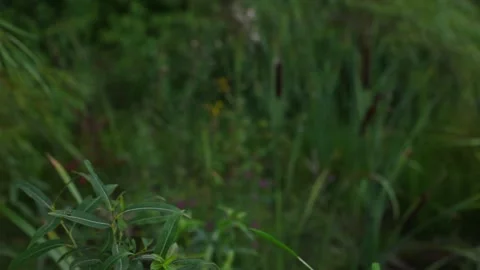 Reeds, trees and grass Stock Footage 142566331