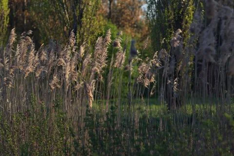 Reeds in a trench Stock Photos