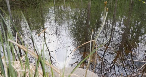 Reeds in the water with focus transition on reflection Stock Footage 129630978
