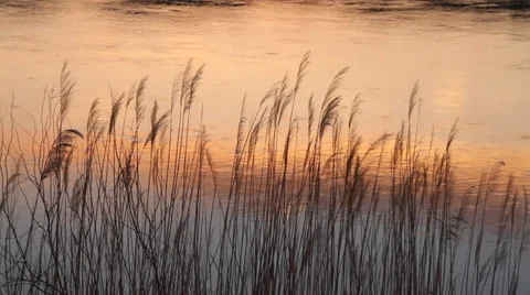 Reeds on the water Stock Footage 37313618