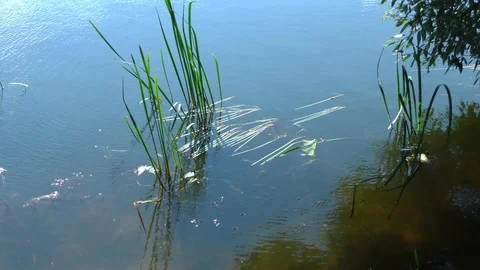The reeds in the water 库存影片 116268952