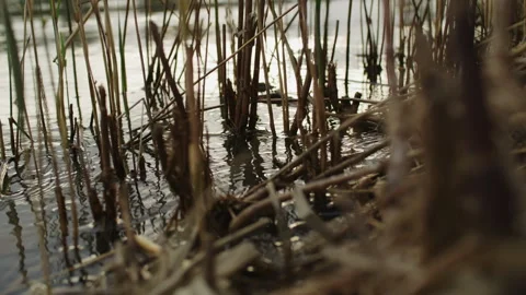 Reeds in water Stock Footage 292026624