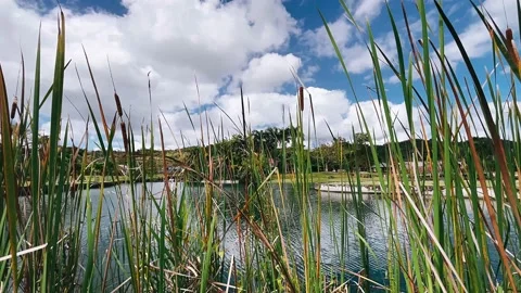 Reeds in the water, grass, nature, green, water, lake, plant, sky, Stock Footage 238851153