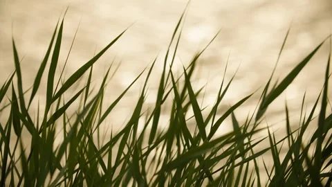 The reeds at the water's edge swayed in the wind Stock Footage 257529668