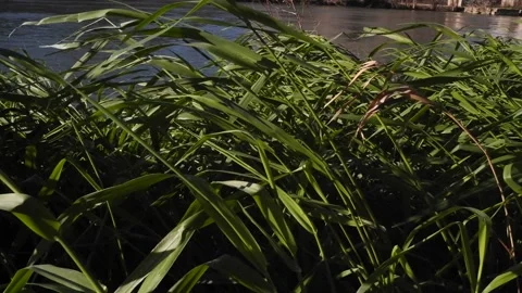Reeds wave in the breeze Stock Footage 182456013
