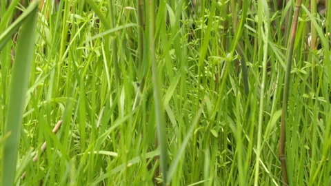 Reeds waving in the wind Video stock 146690114