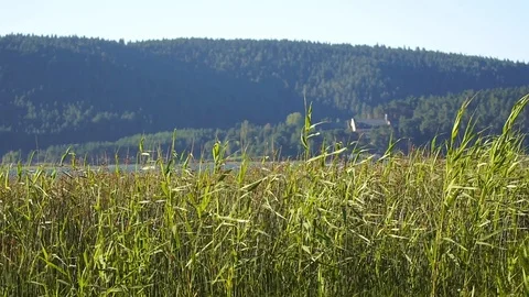 Reeds wide Stock Footage 92849636