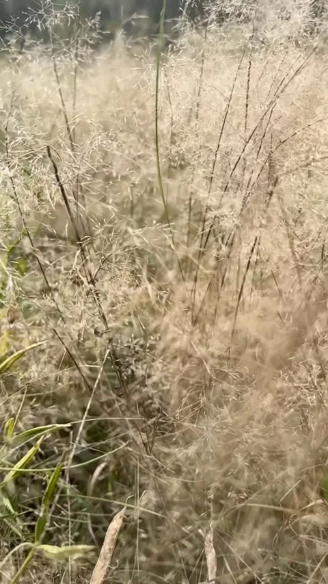 Reeds - wild grass sway from wind on nature autumn field. Slow motion. Stock Footage 287002934